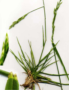 Festuca arundinacea